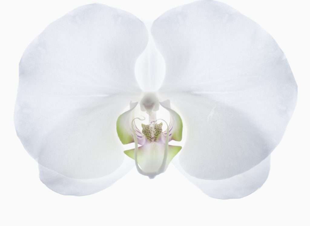 Female Holistic Pelvic Care