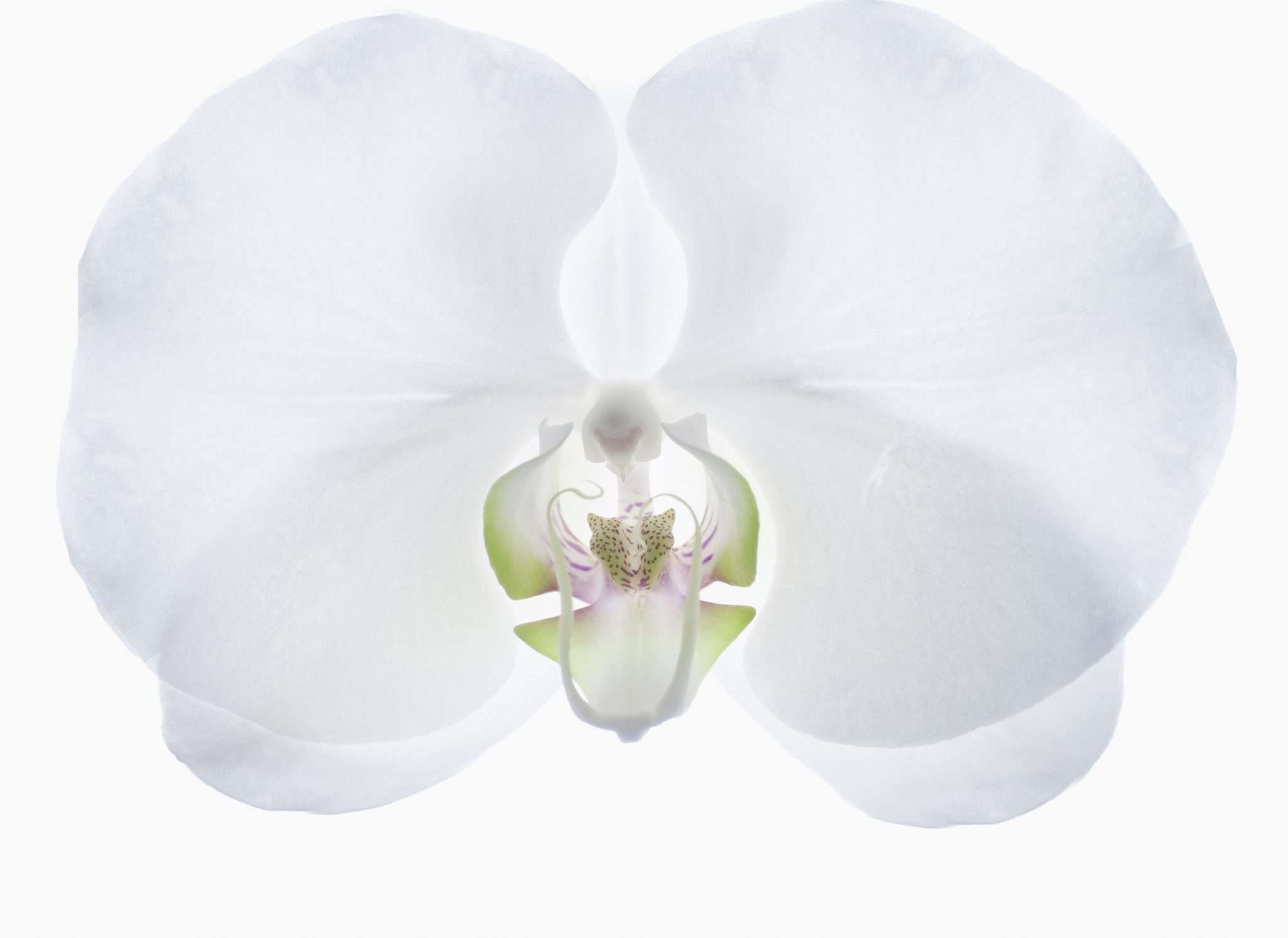 Female Holistic Pelvic Care