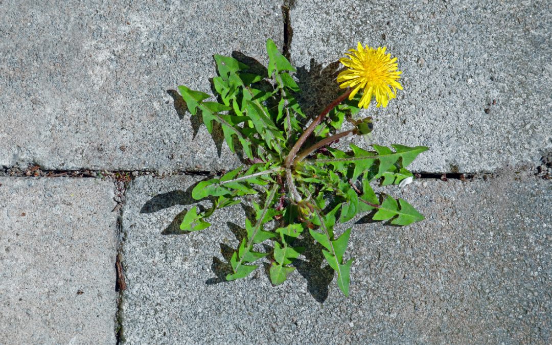 Plant Medicine in Your Spring Yard
