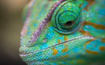 Are You Being a Chameleon?
