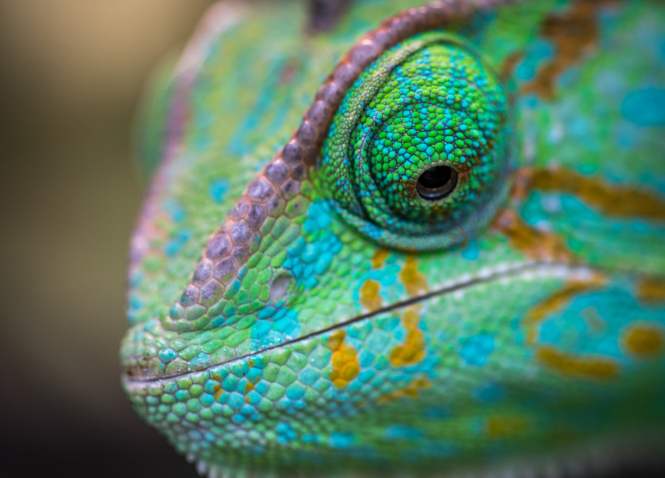Are You Being a Chameleon?