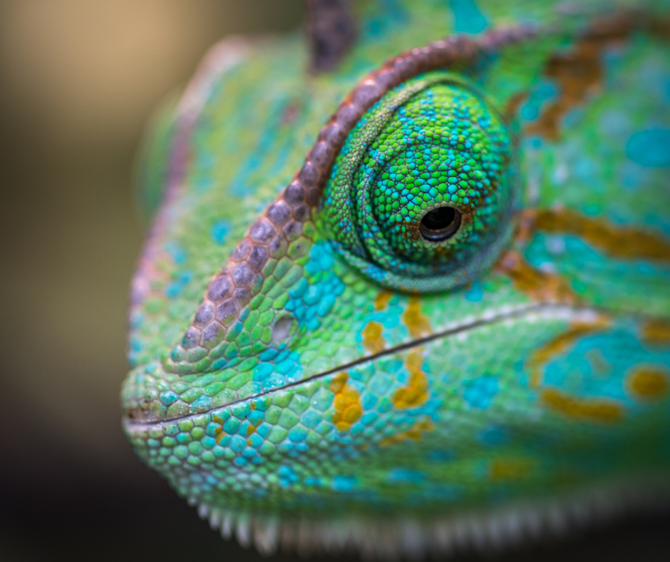 Are You Being a Chameleon?